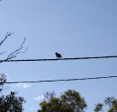 IMG_1251