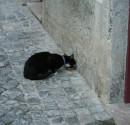 IMG_6079