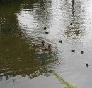 IMG_6445