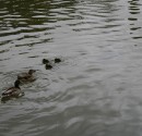 IMG_6446