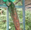 IMG_6449