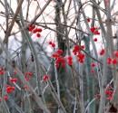 mg_9639